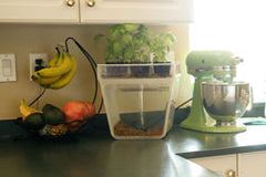 Aquafarm - Small and fit on your counter