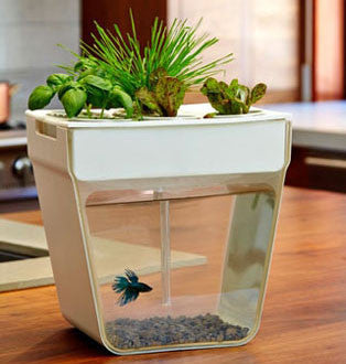 AquaFarm